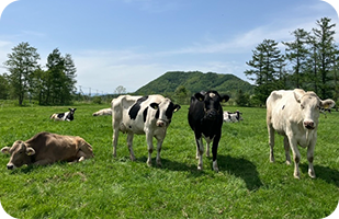 上山牧場s