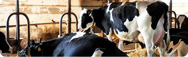 The entire family lovingly cares for each and every cow