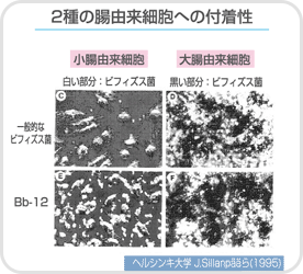 ２種の腸由来細胞への付着性