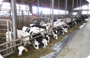 育成・乾乳牛舎（平成19年設置） 現在50頭規模の哺育舎を建設中