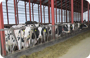 フリーストール牛舎内部。つなぎ飼いと合わせて、牛群の平均乳量9,000kg、乳脂率3.8％、無脂固形分率8.7％。年間出荷乳量は4,200t