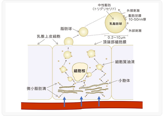 表1．異なる飼養条件下における酪農家の牛乳を用いた官能評価結果（総合的な好み