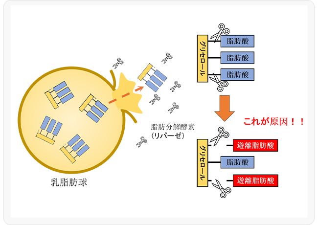 図2．乳脂肪球膜の崩壊による中性脂肪（トリグリセリド）から脂肪酸の遊離