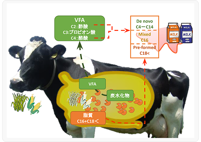 図1．脂肪酸の合成経路