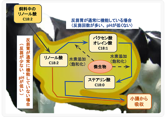 図2．反芻胃内における脂肪酸の変化