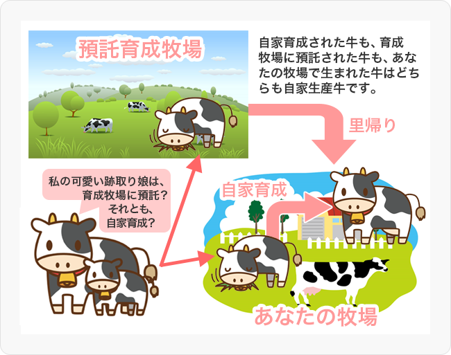 図7 自家生産牛とは？