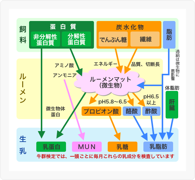 図1 飼料成分と生乳成分の関係