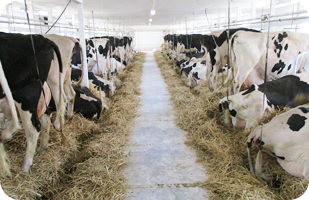 牛舎内・牛体もとてもきれいで、通路や壁には殺菌効果のあるドロマイトを毎年散布している