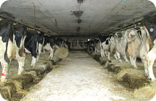 現在、牛群の平均個体乳量9,000kg、乳脂率3.86％、無脂固形分率8.60％、年間出荷乳量580t