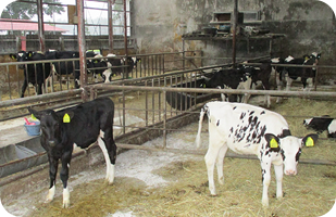 牛を健康に長く飼うことを心掛けるため、哺育・育成期の管理にも力を注ぐ。現在、平均産次数は3.2産