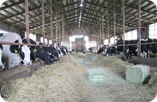 牛舎は、100頭規模のフリーストールが2棟。1棟は50頭分を乾乳用として使用。現在、1頭当たりの平均乳量は約9,000kg、乳脂率3.9～4.0％、無脂固形分率8.7～8.8％
