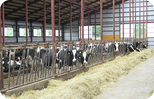 育成舎の左側は12カ月齢以上の子牛を飼養する（約50頭規模）