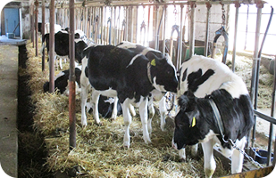 古い牛舎は子牛用牛舎として有効活用している。3カ月齢以上は預託牧場に預けている