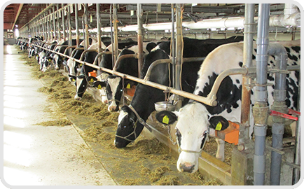 酪農経営お役立ち情報 北海道のおいしさを まっすぐ よつ葉