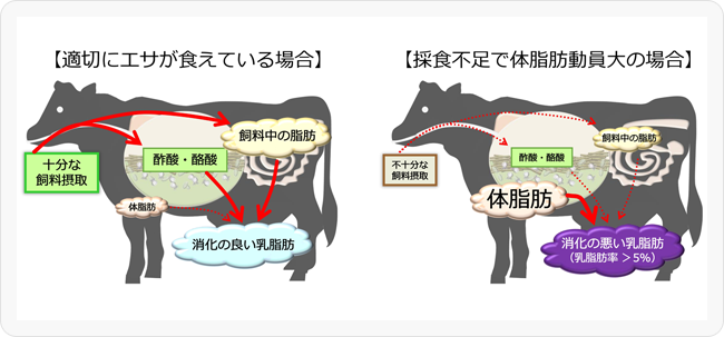 写真 【適切にエサが食えている場合】（左）、【採食不足で体脂肪動員大の場合】（右）