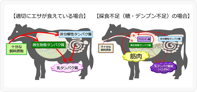 図2 【適切にエサが食えている場合】（左）、不足（糖・デンプン不足）の場合】（右）