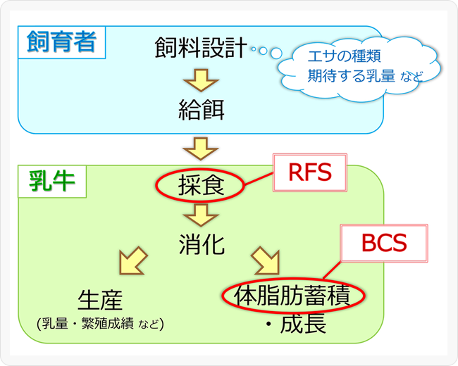 図１．飼料設計から生産まで～RFSとBCSが反映するもの～