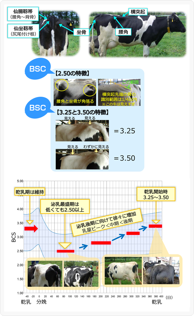 図３．BCSの測定部位（左側）と乾乳期～泌乳期のBCSの目安