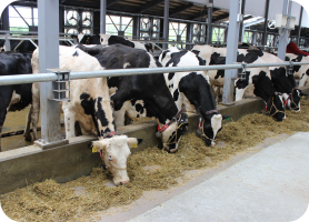 乳牛の採食量が増加