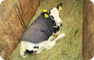 子牛にはカーフジャケットを着せ、健康に育てることに重点